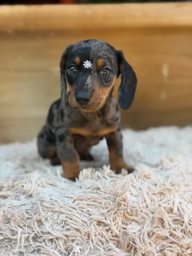Dachshund fêmea mofadinha arlequim