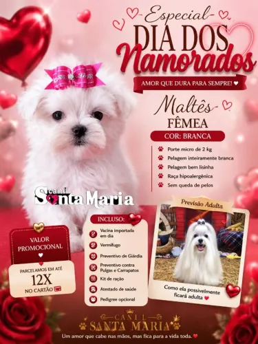 Filhotes de maltês micro baby face coreanos macho e fêmea pedigree