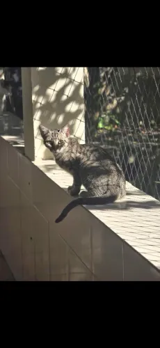 Gatinha para adoção