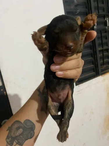 Filhotes para adoção