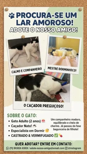 Gato doação 