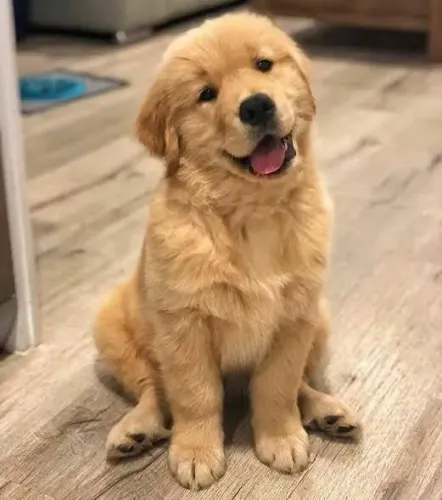 Filhote Golden Retriever para alegrar sua casa