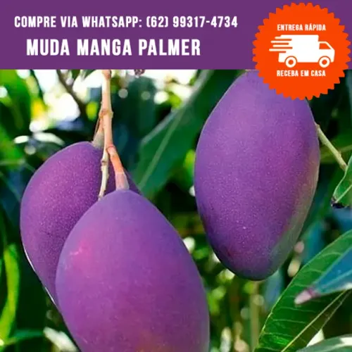 Muda de Manga Palmer
