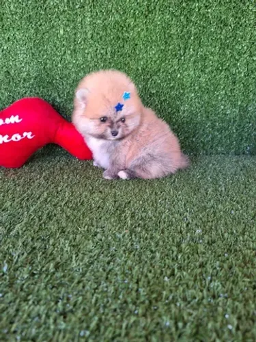 Lulu da pomerania caramelo / laranja