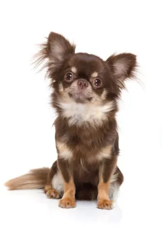 Chihuahua nas cores: chocolate, Branco, Fulvo. Branco c/ preto