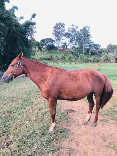 Egua Mangalarga Marchador