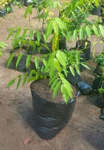 Mudas de Cajarana Anã 