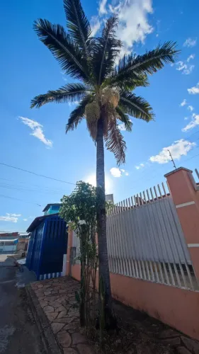 Palmeira