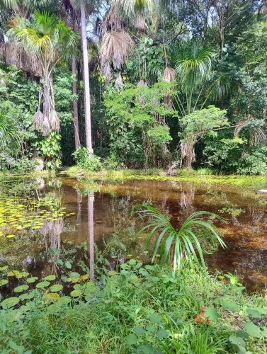 Terreno à venda - 75 hectares - Brejo do Joca, Vargem Grande-MA