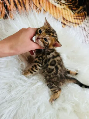 Lindos filhotes de bengal 