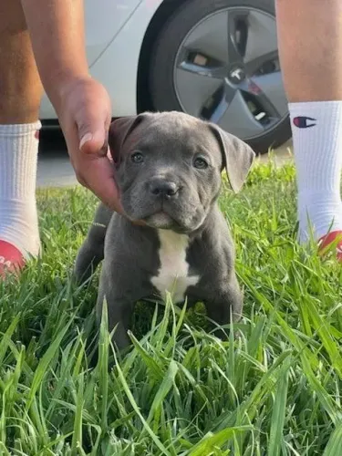 Filhote Pitbull - Azul  rápido veloz e lindo 