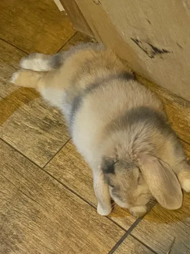 coelho mini filhote marrom