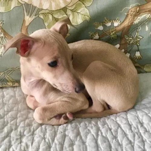 Whippet Filhotes Adoráveis na Cor Creme