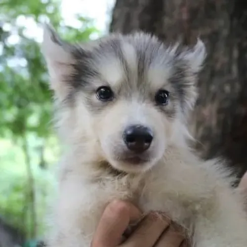 Filhotes de Husky Siberiano | Fofos, alegres e prontos pra brincar!