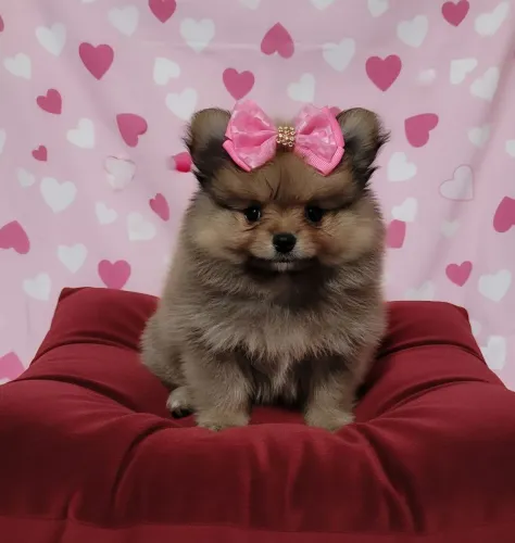 Spitz Alemão laranja. Porte anão/Pedigree CBKC