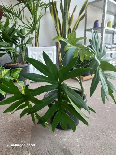 Costela de Adão - Planta Ornamental