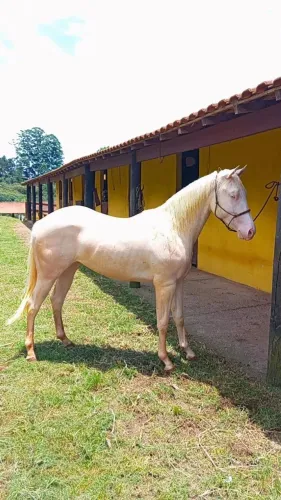 Cavalo Quarto de Milha Cremelo olhos azuis 