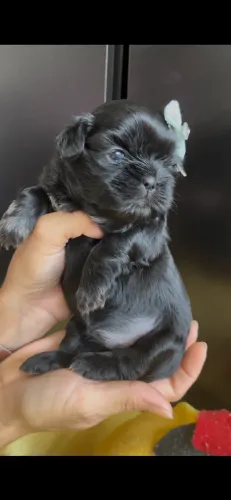 Shihtzus fêmeas disponíveis 