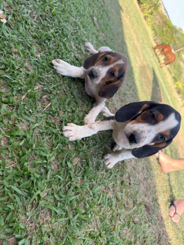 Cachorro americano urrador raça 100% pura