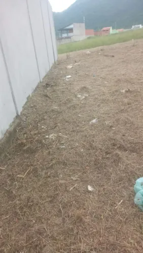 Limpeza de terreno 