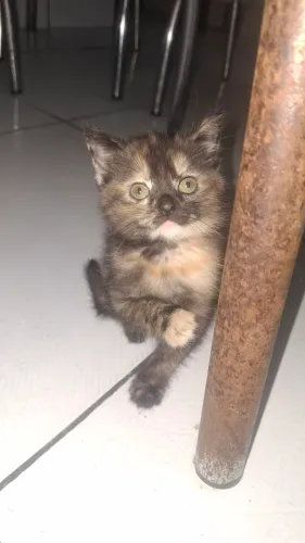 Gatinha persa bem peluda 60dias