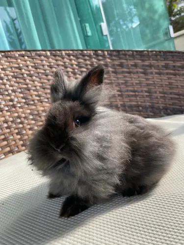 coelhos mini lion