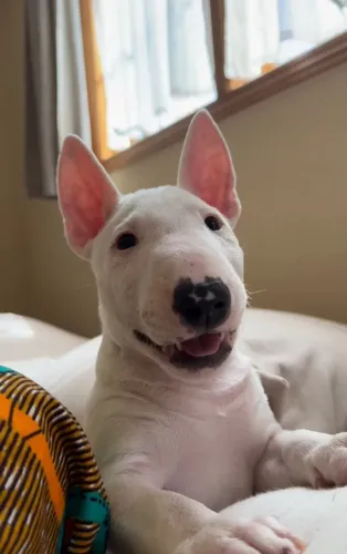 O cão perfeito para quem busca amizade e personalidade forte.