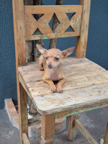 Pinscher miniatura fêmea