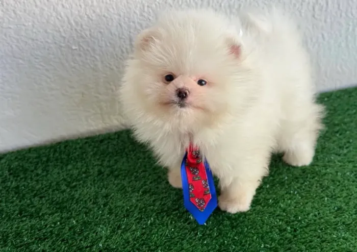 Spitz Fêmea e Machinho Brancos e Anões disponível ! Império Royal