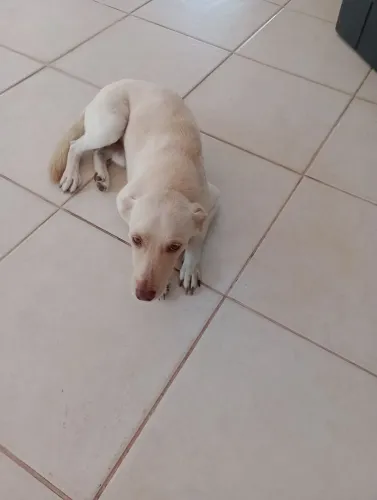 Doação de cachorro
