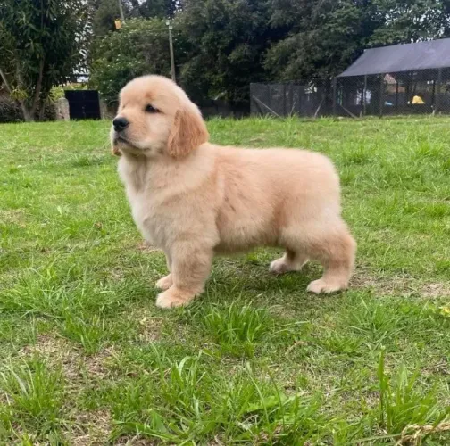 Filhotes de Golden Retriever | Um amigo especial te espera!
