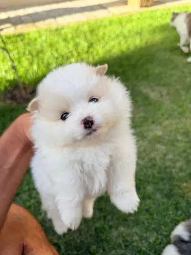 Filhotes de Spitz Alemão Anão Disponíveis