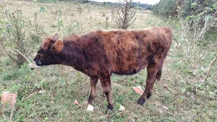 Vaca pequena