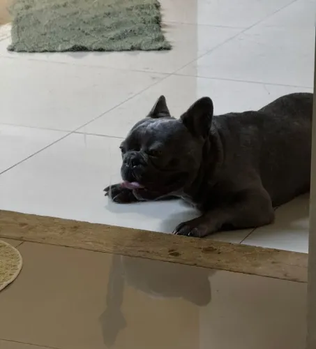 Bulldog Francês