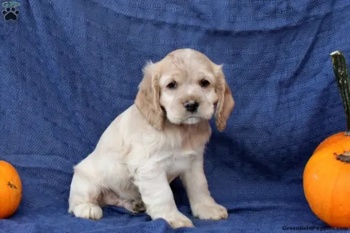 ?Cocker Spaniel Inglês filhotes disponíveis agora?
