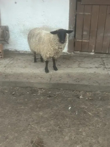 BORREGOS