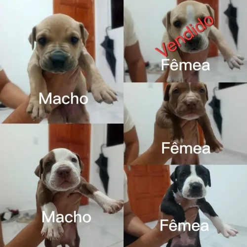 Pitbull Amstaff