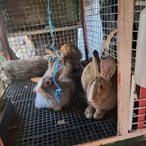Coelhos disponíveis