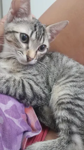 Adoção de felino