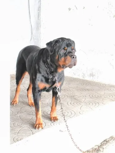 Lindo rottweiler macho disponível para cruzar