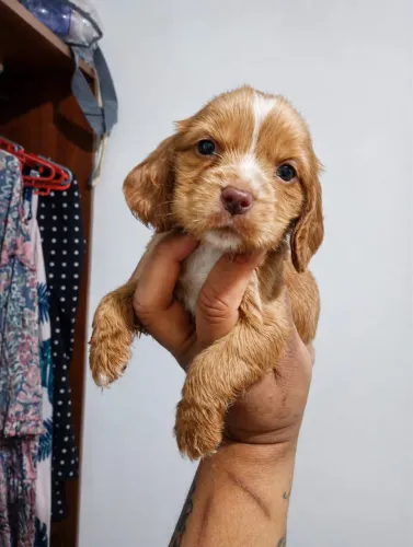 Cocker spaniel 