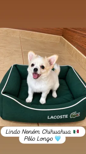 Filhote Chihuahua Pêlo Longo 