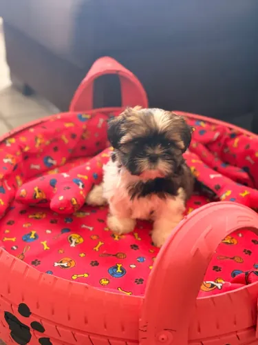 Filhote de  shih tzu fêmea 