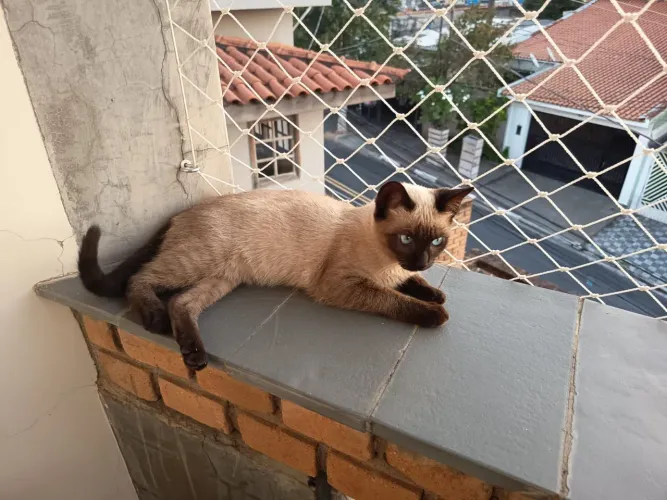 Gatinha siamês adoção 