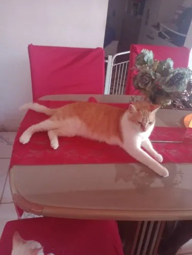 Mesa de jantar com 4 cadeiras