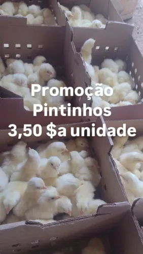 Pintinhos raça Isa Brown 3,50$ unidades entregamos com taxa