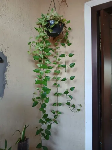 Planta Jibóia