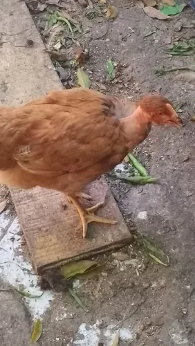 Vendo