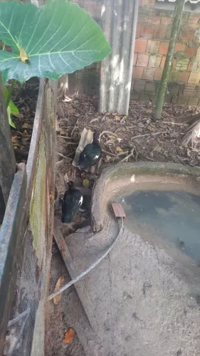 Pato do mato adulto