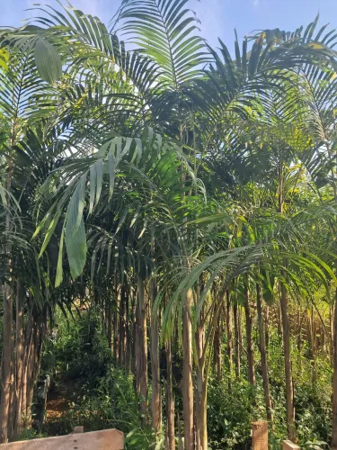 Mudas de Palmeira veitchia em Dona Euzébia MG